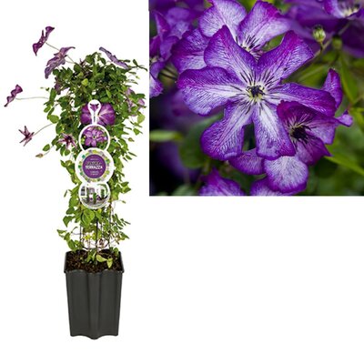 Clematis vit. Super Nova PBR 3.0