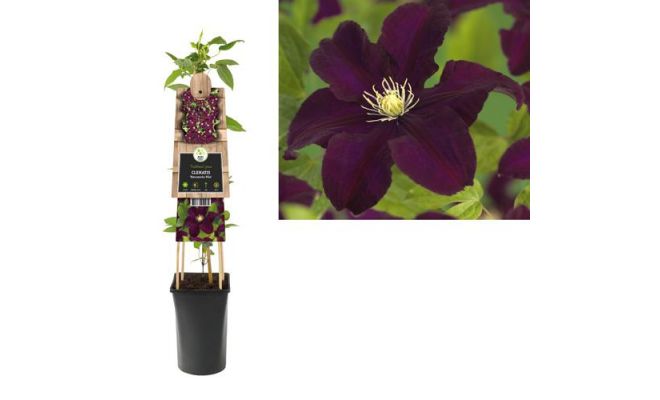 Clematis Warszawska Nike P16 3.0, klimplant in pot - afbeelding 1