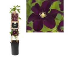 Clematis Warszawska Nike P16 3.0, klimplant in pot - afbeelding 1