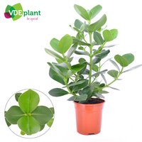 Clusia rosea 'Princess, pot 17 cm, h 55 cm