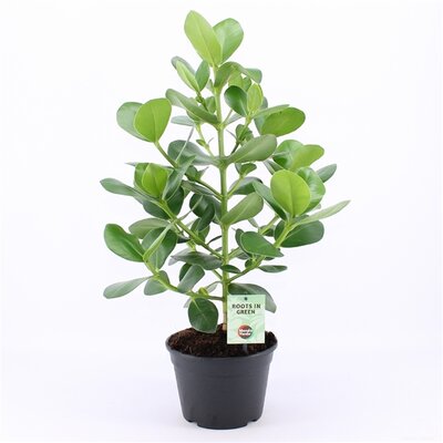 Clusia rosea 'Princess, pot 24 cm, h 60 cm