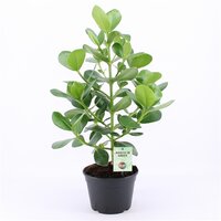 Clusia rosea 'Princess, pot 24 cm, h 60 cm