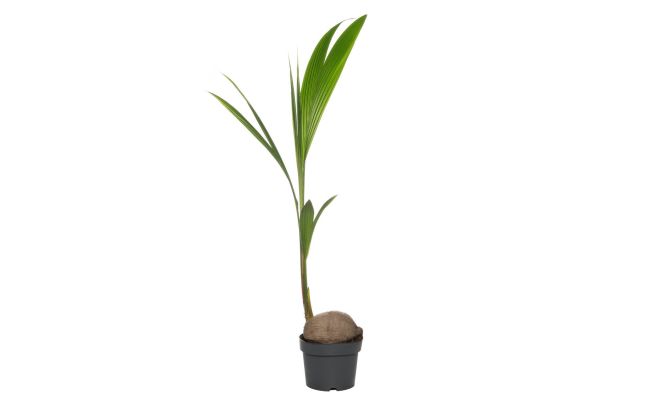 Cocos nucifera (Kokospalm), pot 19 cm, h 120 cm