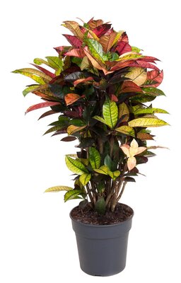 Codiaeum iceton (Wonderstruik), pot 27 cm, h 100 cm - afbeelding 1