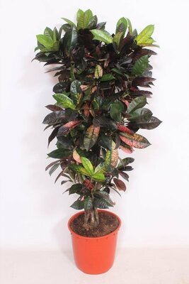 Codiaeum iceton, pot 32 cm, h 150 cm