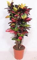 Codiaeum iceton (Wonderstruik), pot 27 cm, h 100 cm - afbeelding 2