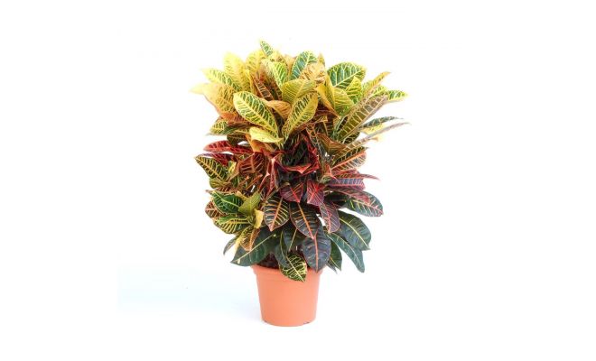 codiaeum petra (Wonderstruik), pot 21 cm, h 80 cm