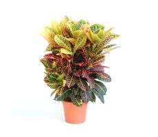 codiaeum petra (Wonderstruik), pot 21 cm, h 80 cm