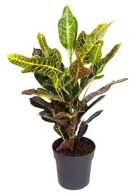 codiaeum variegatum excellent (Wonderstruik), pot 19 cm, h 70 cm - afbeelding 1