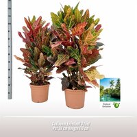 codiaeum variegatum excellent (Wonderstruik), pot 19 cm, h 70 cm - afbeelding 2