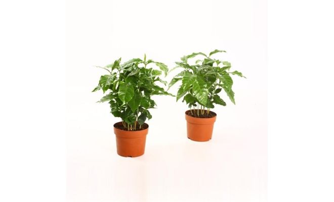 Coffea Arabica (Koffieplant), pot 12 cm, h 25 cm