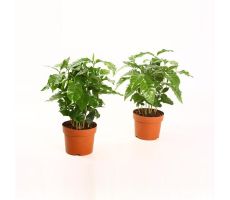 Coffea Arabica (Koffieplant), pot 12 cm, h 25 cm