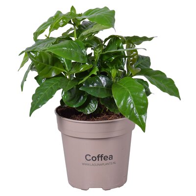 Coffea arabica P12 h25