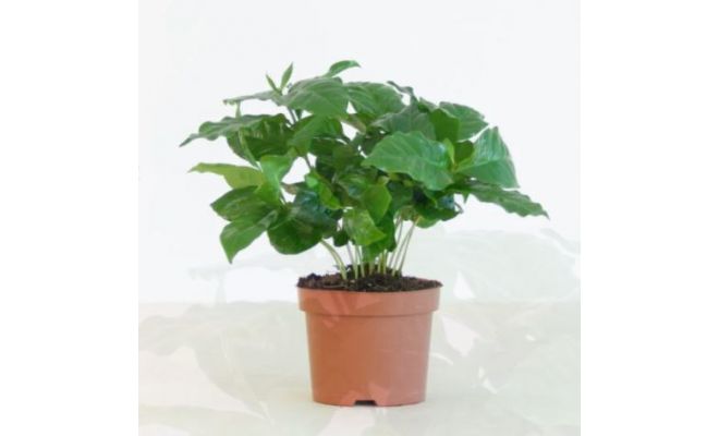 Coffea arabica (Koffieplant), pot 12 cm, h 20 cm