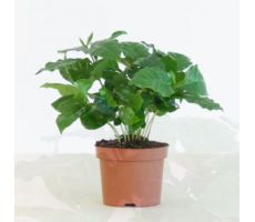 Coffea arabica (Koffieplant), pot 12 cm, h 20 cm