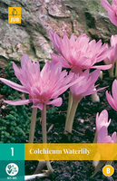 Colchicum waterlily 1st - afbeelding 3