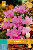 Colchicum waterlily 1st - afbeelding 2