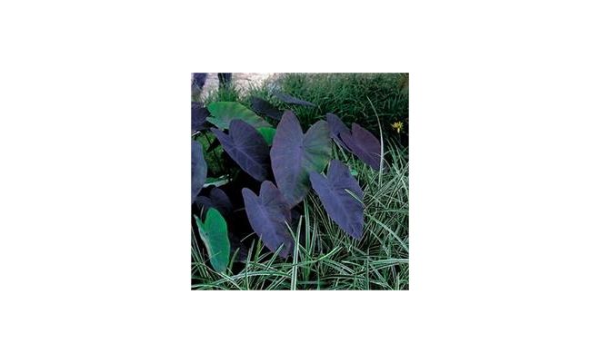 Colocasia rubra 'Black Magic' P18