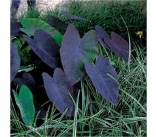 Colocasia rubra 'Black Magic' P18