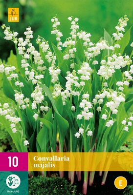 Convallaria majalis 10st