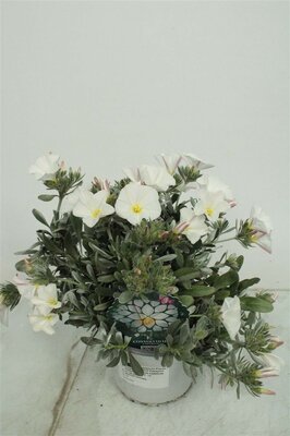 convolvulus cneorum. p 22 cm, h 40 cm