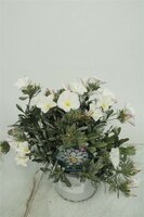 convolvulus cneorum. p 22 cm, h 40 cm