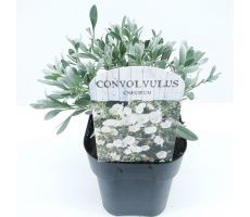 Convolvulus Cneorum, pot 22 cm, h 40 cm