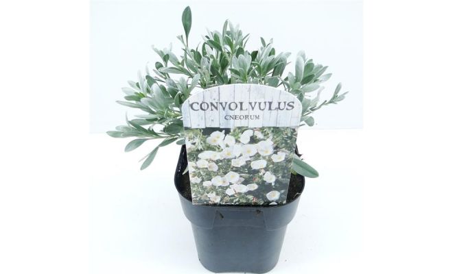 convolvulus cneorum, pot 17 cm, h 25 cm - afbeelding 1