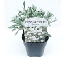 convolvulus cneorum, pot 17 cm, h 25 cm - afbeelding 1