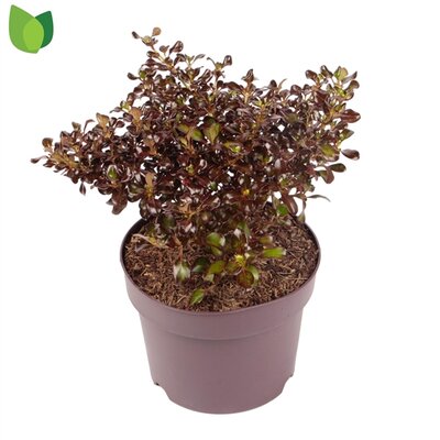 Coprosma 'Chocolate Soldier' pot 22 cm, h 35 cm