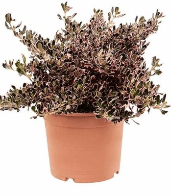 Coprosma 'Pacific Sunrise' pot 22 cm, h 35 cm