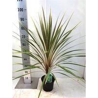 cordyline australis dazzler, pot 24 cm, h 100 cm