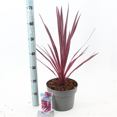 cordyline australis 'paso doble', p 19 cm , h 50cm