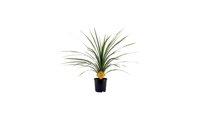 cordyline australis peko, pot 22 cm, h 90 cm