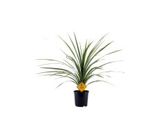 cordyline australis peko, pot 22 cm, h 90 cm