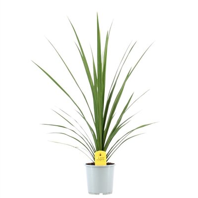 cordyline australis peko, pot 28 cm, h 100 cm