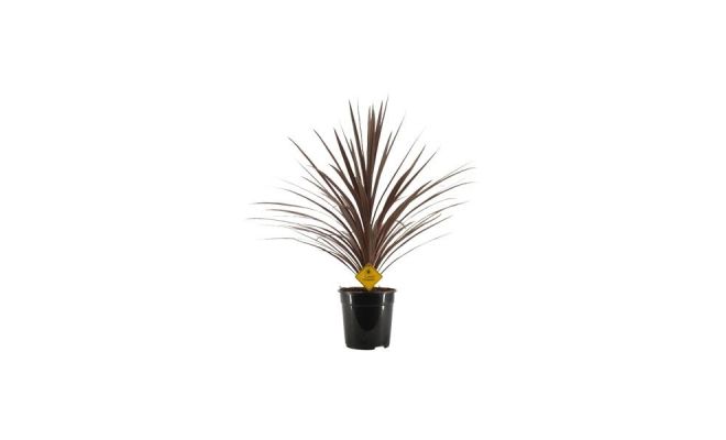 cordyline australis 'red star', p 23 cm , h 90cm