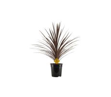 cordyline australis 'red star', p 23 cm , h 90cm