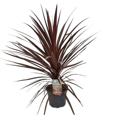 cordyline australis red star, pot 26 cm, h 110 cm