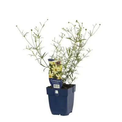Coreopsis vert. Moonbeam P11