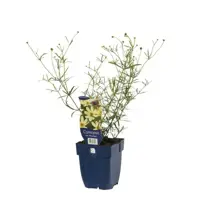 Coreopsis vert. Moonbeam P11