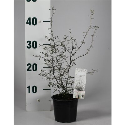 Corokia cotoneaster, pot 12 cm, h 35 cm