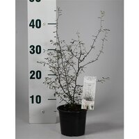 Corokia cotoneaster, pot 12 cm, h 35 cm - afbeelding 2