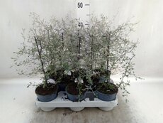Corokia cotoneaster, pot 12 cm, h 35 cm - afbeelding 2