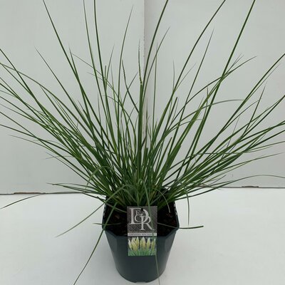 Cortaderia sell. 'Mini Pampas' ,pot 15 cm, h 40 cm - afbeelding 1