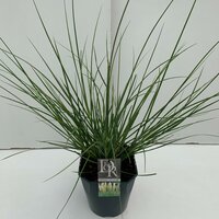 Cortaderia sell. 'Mini Pampas' ,pot 15 cm, h 40 cm - afbeelding 1