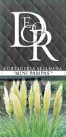 Cortaderia sell. 'Mini Pampas' ,pot 15 cm, h 40 cm - afbeelding 2