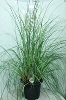 cortaderia selloana, c 10 h60