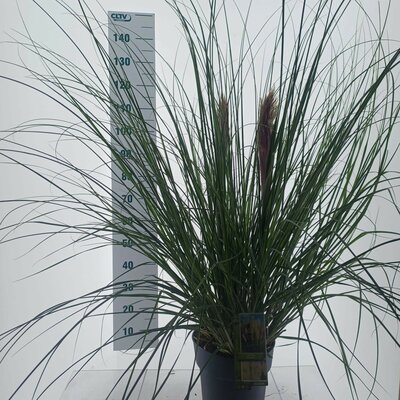 Cortaderia selloana 'Citaro', pot 23 cm, h 110 cm