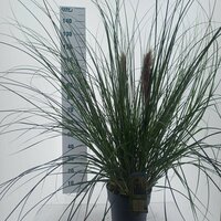 Cortaderia selloana 'Citaro', pot 23 cm, h 110 cm